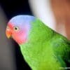 A closeup of a male Red-cheeked Parrot