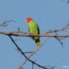 A wild male Red-cheeked Parrot perches on a branch