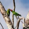 Wild Red-cheeked Parrots, female left, male right, feed each other