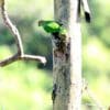 A wild female Red-cheeked Parrot clings to a tree trunk
