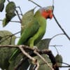 A wild male Red-cheeked Parrot perches in a tree