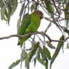 A wild female Red-cheeked Parrot perches in a tree