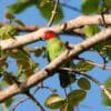 A wild male Red-cheeked Parrot perches on a limb