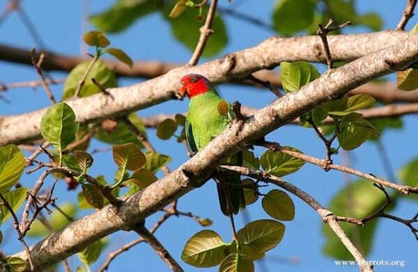 A wild male Red-cheeked Parrot perches on a limb
