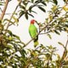 A wild male Red-cheeked Parrot perches in a tree