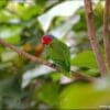 A wild male Red-cheeked Parrot perches on a branch