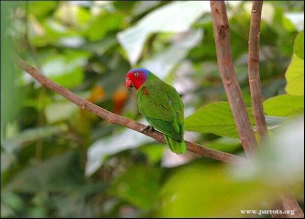 A wild male Red-cheeked Parrot perches on a branch