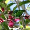 A wild female Red-cheeked Parrot feeds on blossoms
