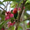 A wild male Red-cheeked Parrot feeds on blossoms