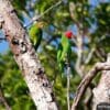 Wild Red-cheeked Parrots, female left, male right, perch in a tree