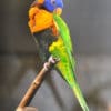 A Red-collared Lorikeet preens its shoulder
