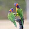Wild Red-collared Lorikeets drink from an irrigation tap