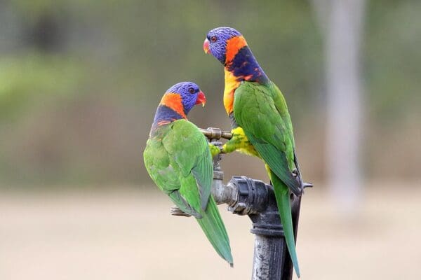 Wild Red-collared Lorikeets drink from an irrigation tap