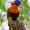 A wild Red-collared Lorikeet perches on a stump