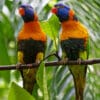 Wild Red-collared Lorikeets perch on a branch