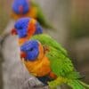 Wild Red-collared Lorikeets perch on a fence