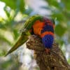 A wild Red-collared Lorikeet perches on a stump