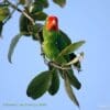 A wild Red-faced Lovebird perches in a leafy tree