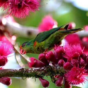 Red-fronted Lorikeet