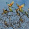 Wild Red-fronted Macaws take flight
