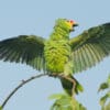 A rehabilitated and released Red-lored Amazon spreads its wings