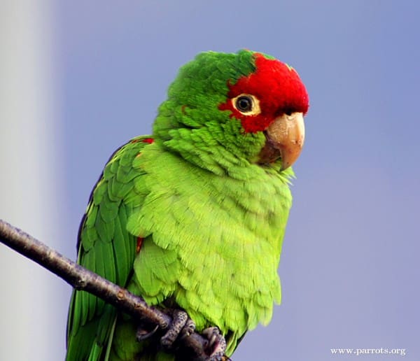A feral Red-masked Conure perches on a branch