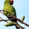 A wild Red-masked Conure perches in a tree