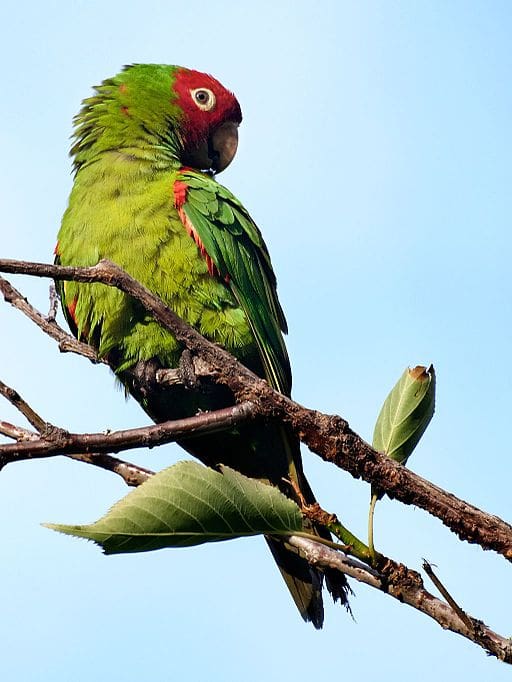 A wild Red-masked Conure perches in a tree