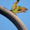 A feral Red-masked Conure perches atop a pole