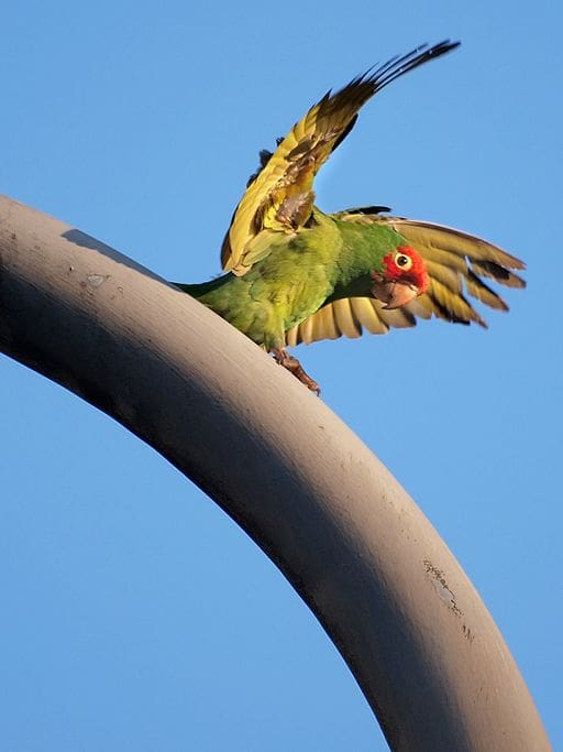 A feral Red-masked Conure perches atop a pole