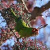 A feral Red-masked Conure feeds on berries