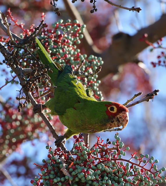 A feral Red-masked Conure feeds on berries