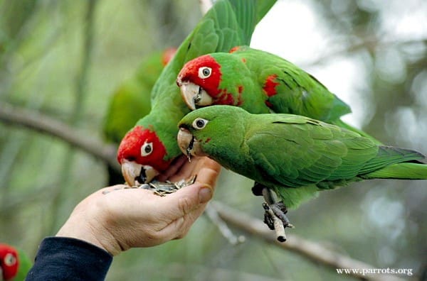 Feral Red-masked Conures feed from the hand of an admirer