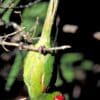 A feral Red-masked Conure dangles from a branch
