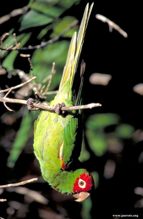 A feral Red-masked Conure dangles from a branch