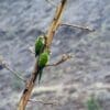 Feral Red-masked Conures cling to a tree, Canary Islands