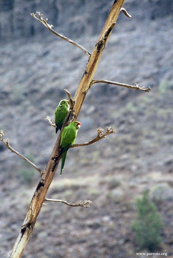Feral Red-masked Conures cling to a tree, Canary Islands