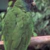 A Red-necked Amazon perches on a branch