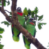 Wild Red-necked Amazons perch on a limb