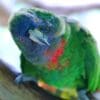 A wild Red-necked Amazon looks curiously at the camera