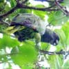 A wild Red-necked Amazon forages for berries
