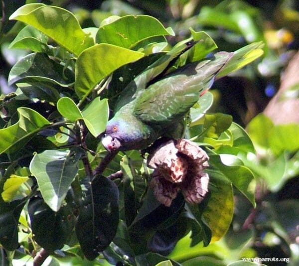 A wild Red-necked Amazon feeds