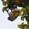 A wild Red-necked Amazon feeds on fruit
