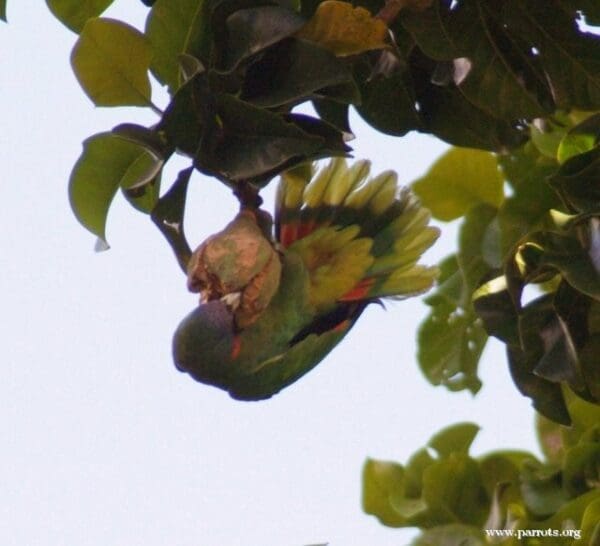 A wild Red-necked Amazon feeds on fruit