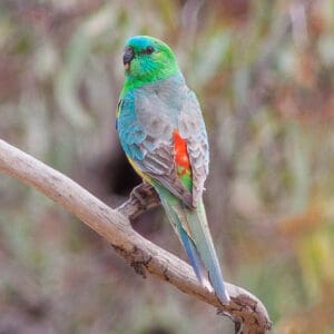 Red-rumped Parrot