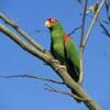 A wild Red-spectacled Amazon perches on a branch