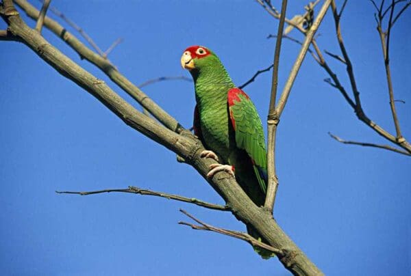 A wild Red-spectacled Amazon perches on a branch