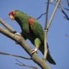A wild Red-spectacled Amazon perches on a branch