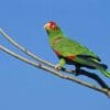A wild Red-spectacled Amazon perches on a branch