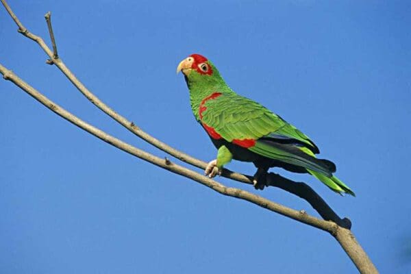 A wild Red-spectacled Amazon perches on a branch